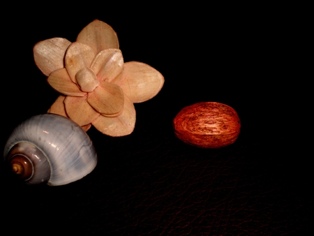 Flower and shell (My photography) - shell, flower shell, bliack, flower