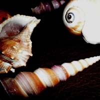 Shells (My photography)