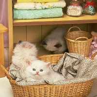 Laundry cats.