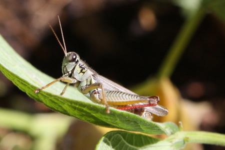 GRASSHOPPER - hopper, grass, leaf, green