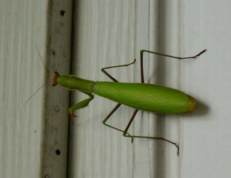 PREYING MANTIS - bug, wall, legs, green