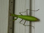 PREYING MANTIS