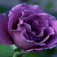 Luiza's Rose