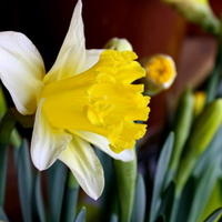 WHITE AND YELLOW DAFFODIL