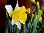 WHITE AND YELLOW DAFFODIL