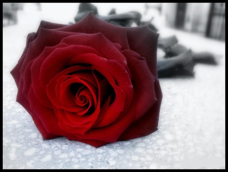 buat kamu Unga:) - nature, 3d, red, rose, flower