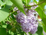 LILAC BLOSSOMS