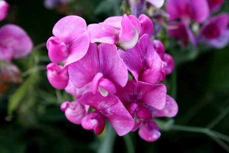 PINK SWEET PEAS - sweet, pink, pretty, peas