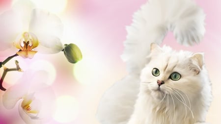 Delicate - summer, delicate, pink, cat, white, kitty, kitten, firefox persona, orchid, exotic, fluffy