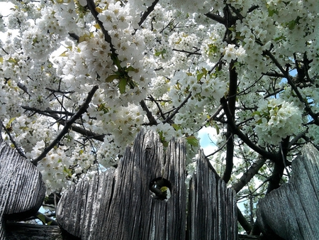 Under The Cherry Blossoms - pretty, blossoms, under, cherry, photography, tree, flowers, nature, floral