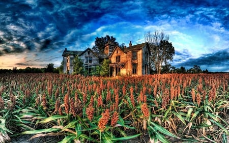 house in the field - sky, fields, nature, outdoors