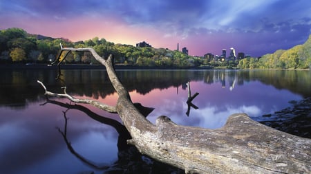 Awesome Nature - nature, lake, still water, blue, awesome, tree trunk