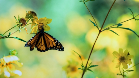 Pretty Butterfly - flowers, pretty, yellow, monarch, butterfly