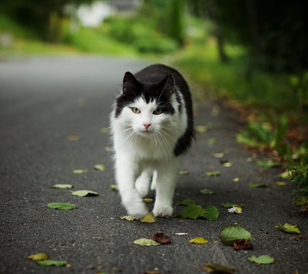 Gorgeous Cat - gorgeous, cat, beautiful, walking, tough, black and white, grass, road