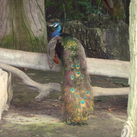 Peacock