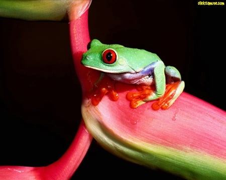 A very Cute Frog - frog, red, animals, green