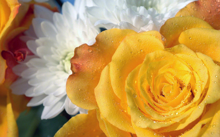 Yellow Rose - yellow, beautiful, photography, beauty, lovely, photo, white, nature, view, rose