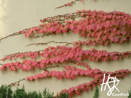 çº¢å¶ - forest, shaorui, nature, autumn