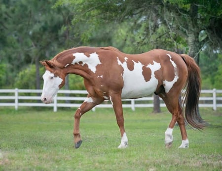 WHITE SPOTS - white, brown, horse, equine, pattern