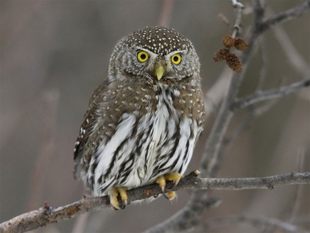 YELLOW EYE'S - owl, bird, hunter, yellow, eyes, perdator, feathers