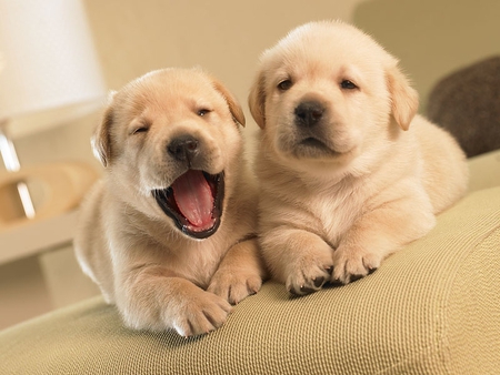 OPEN AND CLOSED - canine, labradors, puppies, dogs