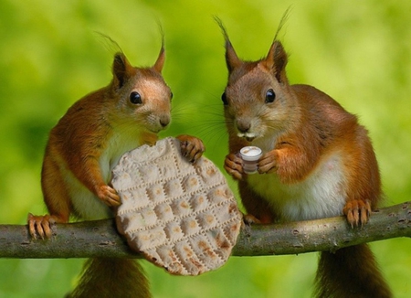 SNACK TIME SQUIRRELS - rodents, funny, squirrels, snack