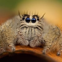 VERY HAIRY SPIDER