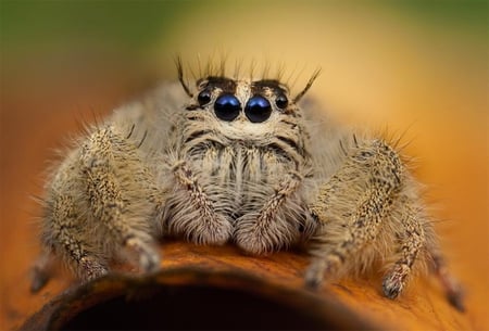 VERY HAIRY SPIDER - spider, hairy, arachnid, wildlife, scary