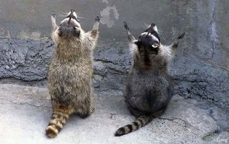 WE WILL CATCH YOU - raccoons, black, rodents, brown, wildlife