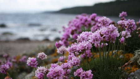 Beautiful Flowers near the Beach - flowers, beach, beautiful, cluster, lovely, pink