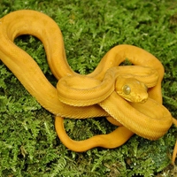 GOLD AMAZON TREE BOA