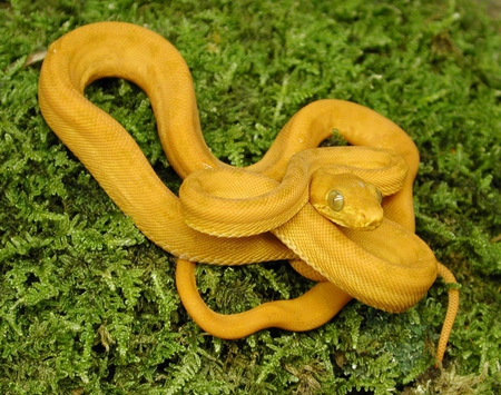 GOLD AMAZON TREE BOA - boa, snake, green, amazon, scales, gold