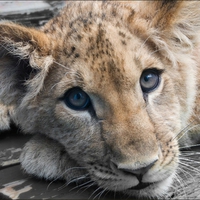 BABY FACE LION