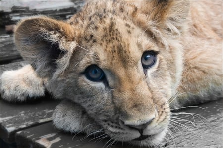 BABY FACE LION - wildlife, face, cub, lion, baby, feline