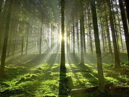 Forest Sunshine - sunshine, trees, forest, green, grass, lovely