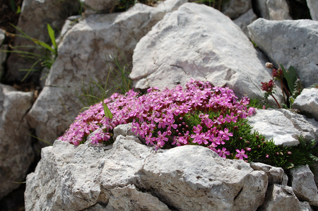 Beauty on a Stones - flowers, purple, rocks, beautiful