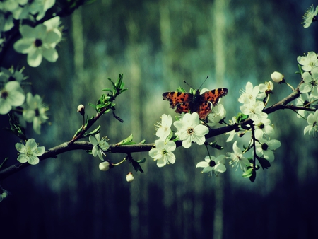 Butterfly In The Forest - forests, photography, animals, branch, nature, butterfly, insects, pretty, floral, blossom