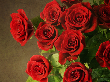 Red Roses - gorgeous, roses, red, beautiful, leaves, deep