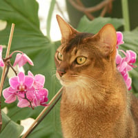 Abyssinian cat