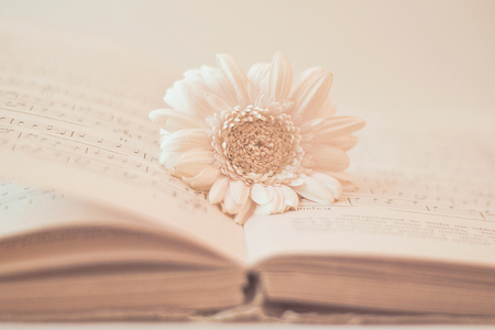 Serenity of Books - still life, book, serenity, flower