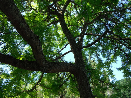 Tranquil Tree - shade, forest, summer, tree