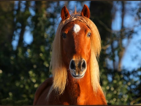 Hi:) - horses