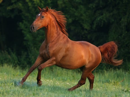 Beautiful Horse - horses