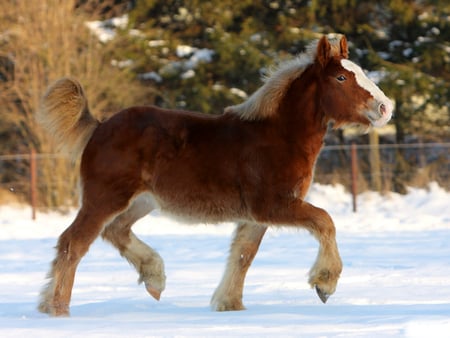 Lovely horse trotting in the snow - horses