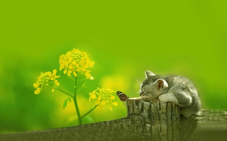 Sleepy cat. - sleep, fence, butterfly, cat, flower