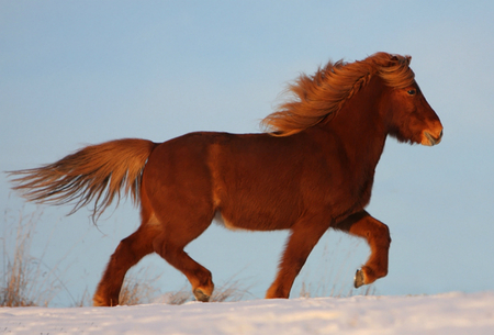 Lovely :) - horses