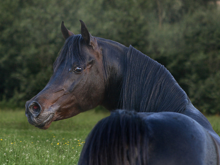 Arabian Horse - horses