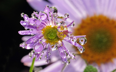 Like a Jewel.. - dewdrops, purple, macro, petals, jewel, fantasy