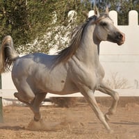 Arabian Horse