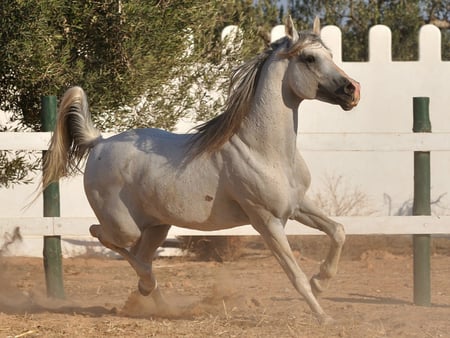 Arabian Horse - horses